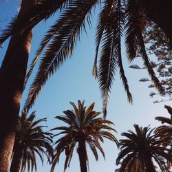 Low angle view of palm trees against sky