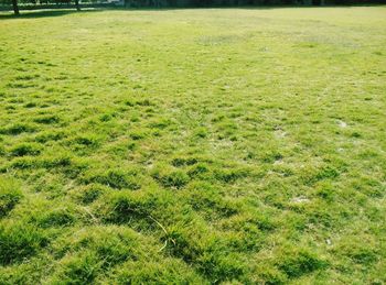 Scenic view of grassy field