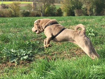 Dog on field