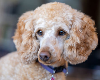 Close-up portrait of dog