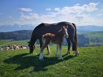 Horses grazing in a field