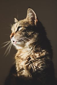 Close-up of cat looking away at home