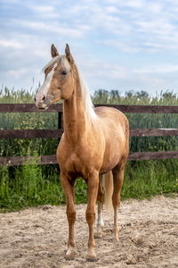 Horse standing in field against sky