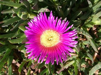 High angle view of passion flower blooming outdoors