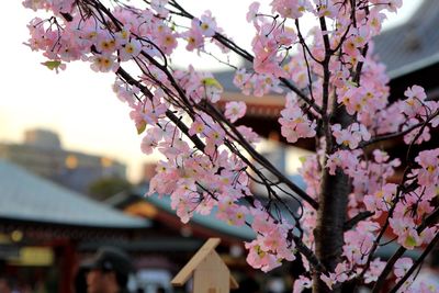 Close-up of pink cherry blossom tree