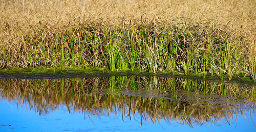 Scenic view of swamp on field