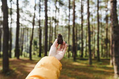 Cropped hand holding pine cone against trees in forest