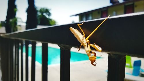 Close-up of insect