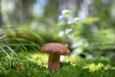 Close-up of mushroom growing on field