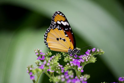 Close-up of butterfly pollinating on purple flower