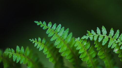 Close-up of leaves on tree