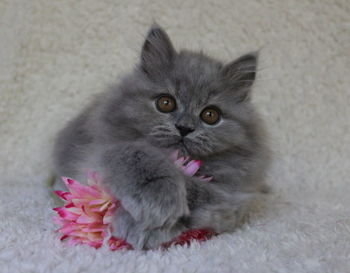 Close-up portrait of cat