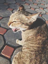 Close-up of a cat looking away