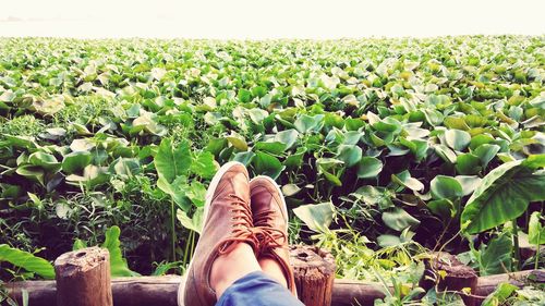 Low section of man standing on farm against sky