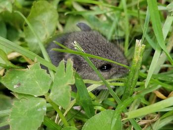 Close-up of lizard on plant