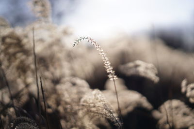 Close-up of plants