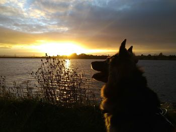 Silhouette dog by sea against sky during sunset