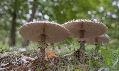 Close-up of mushroom growing on field