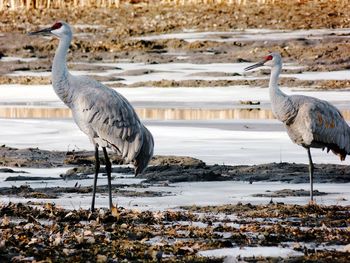 Sandhill cranes at lakeshore during winter