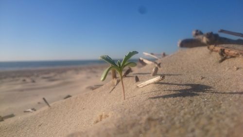 Close-up of sand on beach against clear blue sky