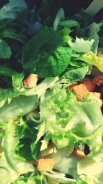High angle view of chopped vegetables on plant