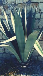 Close-up of leaves