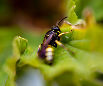 Close-up of insect on plant