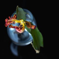 Close-up of dry flower over black background