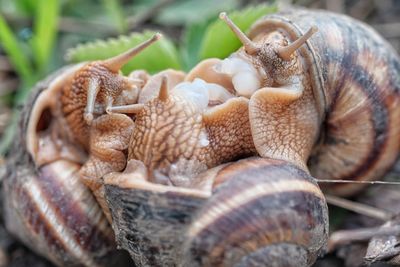 Close-up of snail