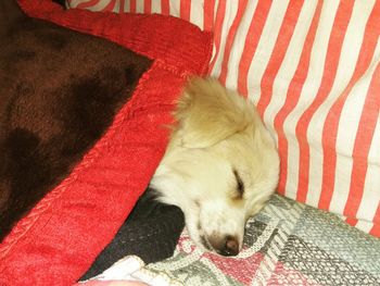 High angle view of dog sleeping on bed