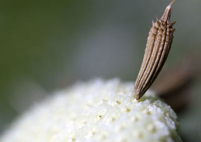 Close-up of water on white flowering plant