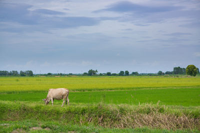 Sheep in a field