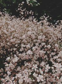 Close-up of cherry blossom tree