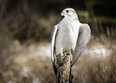 Arctic gyrfalcon is perching on a pole.