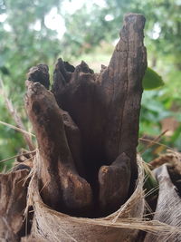 Close-up of dead tree trunk in forest
