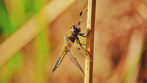 Close-up of dragonfly on plant