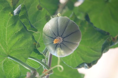 Close-up of flowering plant