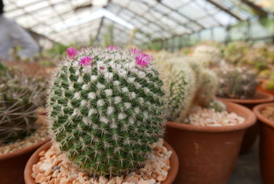 Close-up of potted plant