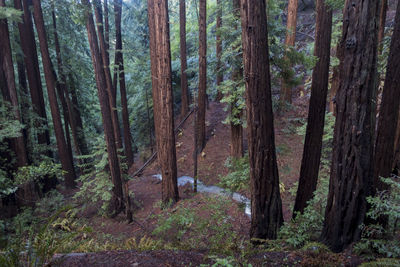 Trees in forest