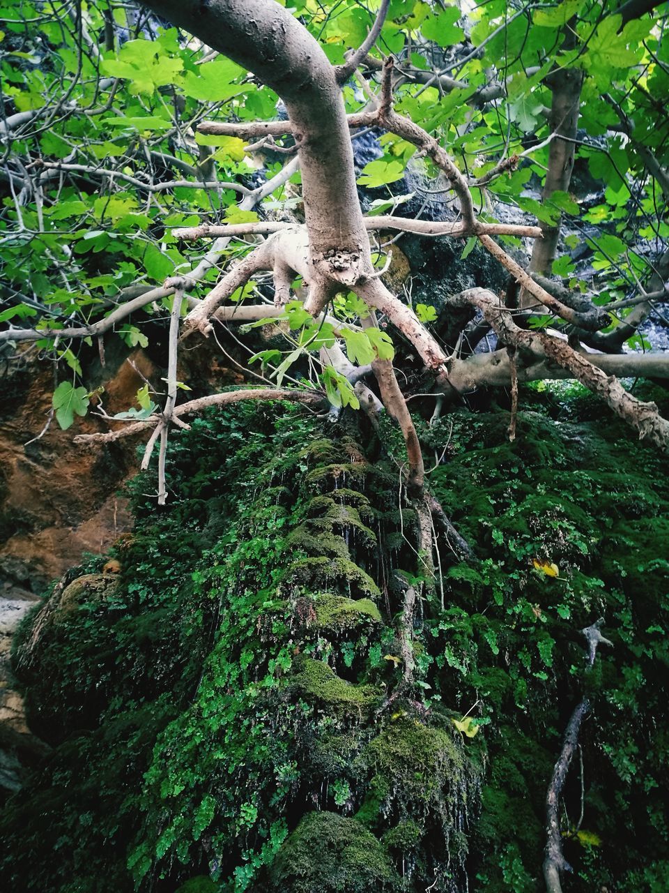plant, growth, tree, plant part, nature, green color, leaf, forest, tranquility, branch, day, no people, land, trunk, tree trunk, outdoors, moss, beauty in nature, foliage, root