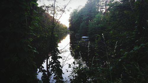 Trees by lake in forest against sky