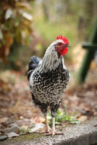 Close-up of chicken perching on wall