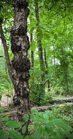 Trees growing in forest