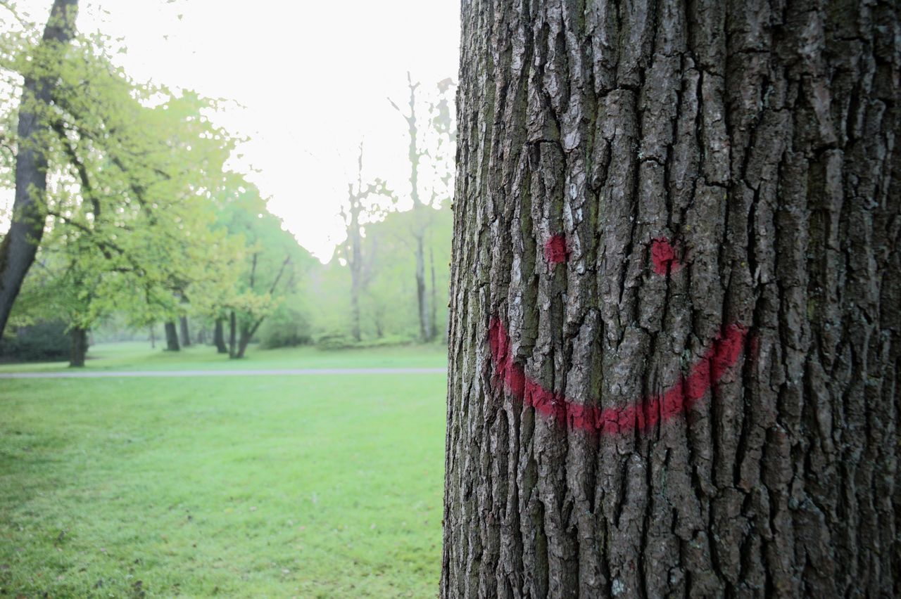 tree, tree trunk, growth, grass, day, no people, nature, outdoors, tranquility, field, beauty in nature, textured, marking, close-up, sky