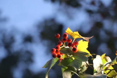 Close-up of orange fruits on tree