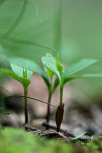 Close-up of insect on plant