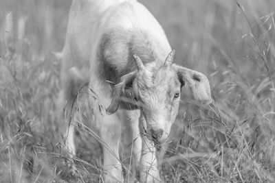 Close-up of horse on field