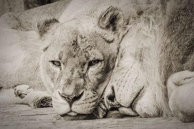 Close-up portrait of animal relaxing outdoors