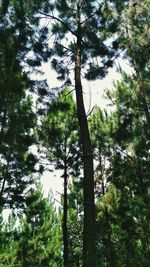 Low angle view of trees in forest