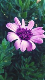 Close-up of pink flower